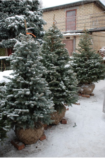 Ель колючая Кейбаб - ком40кг/вис.140-160см/Ø70-80см